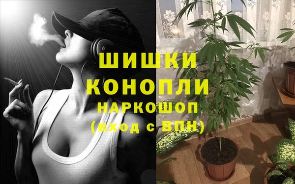 шишки Аркадак